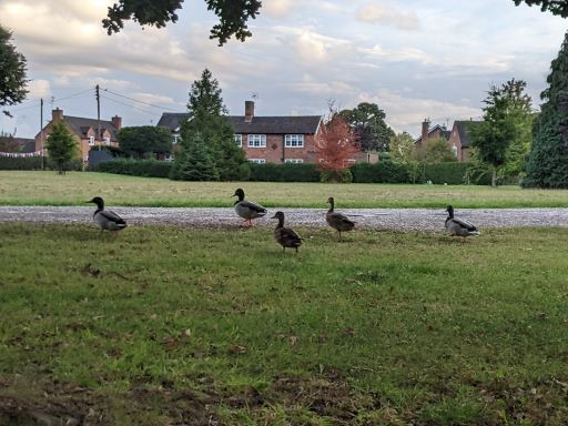 Ducks on the wander, September 2022